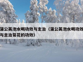 蒲公英泡水喝功效与主治（蒲公英泡水喝功效与主治菊花的功效）