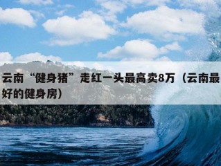 云南“健身猪”走红一头最高卖8万（云南最好的健身房）