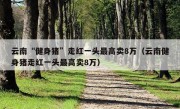 云南“健身猪”走红一头最高卖8万（云南健身猪走红一头最高卖8万）