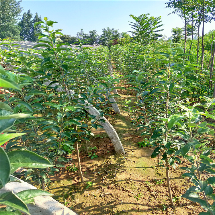 最新苹果树苗的种植技术与管理策略指南