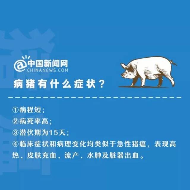 全球猪瘟防控最新动态，形势更新与应对策略探讨